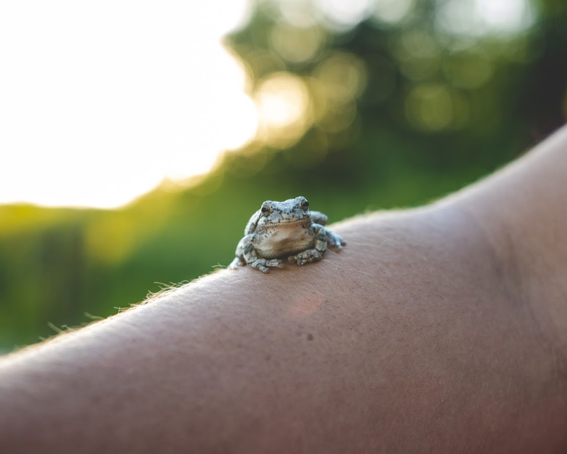 A tiny frog sitting on someone's wrist